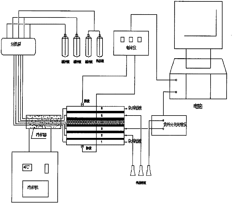 Method for extracting and purifying lycoris radiata lectin from lycoris radiata bulbs and lycoris radiata lectin produced by method