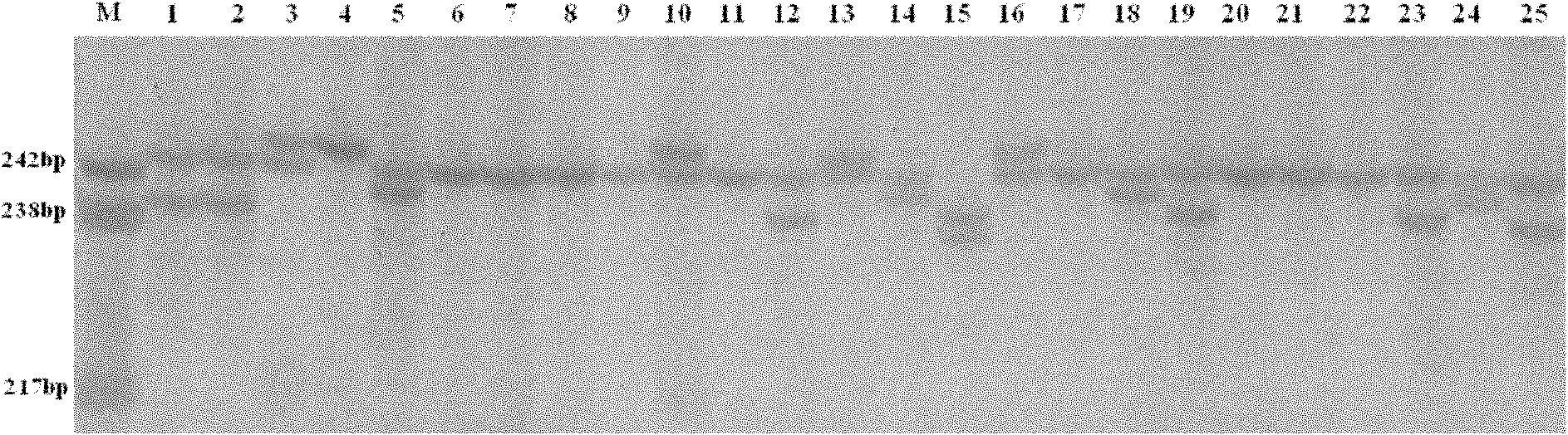 Method for screening scylla paramamosain microsatellite molecular marker