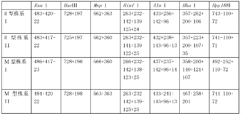 PCR-RFLP method for identifying mucronate form of Bursaphelenchus xylophilus and round-tailed form of Bursaphelenchus xylophilus