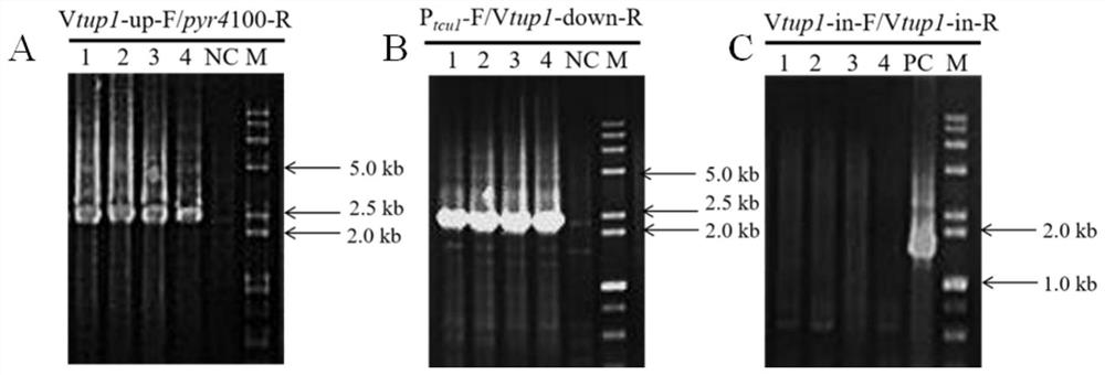 Trichoderma reesei engineering bacterium with high cellulase yield as well as construction method and application of trichoderma reesei engineering bacterium