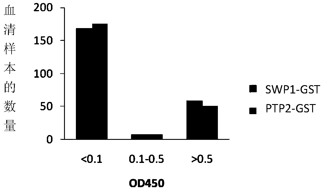 Applications of rabbit encephalitozoon cuniculi spore wall protein SWP1 to preparation of reagent for diagnosing or detecting rabbit encephalitozoon cuniculi infection