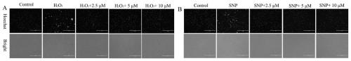 [3,5-disubstituted phenyl-1-(1,2,4-triazole)]benzenesulfonic acid derivative, preparation method and applications thereof