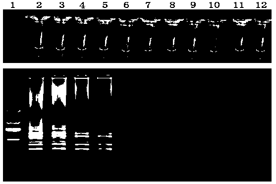 Primers for detection of Phytophthora cowpea lamp and its detection method