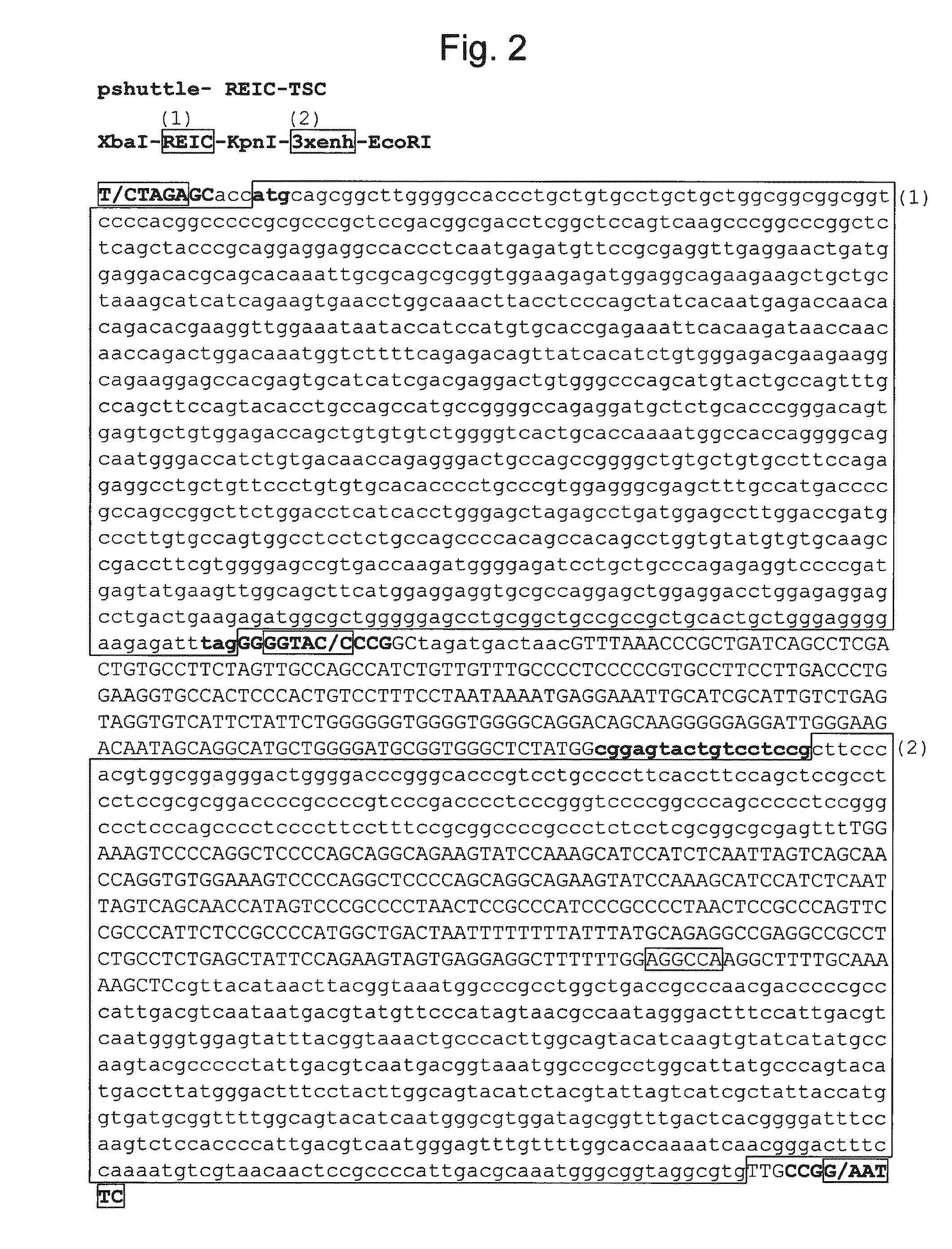 Reic-expressing adenovirus vector