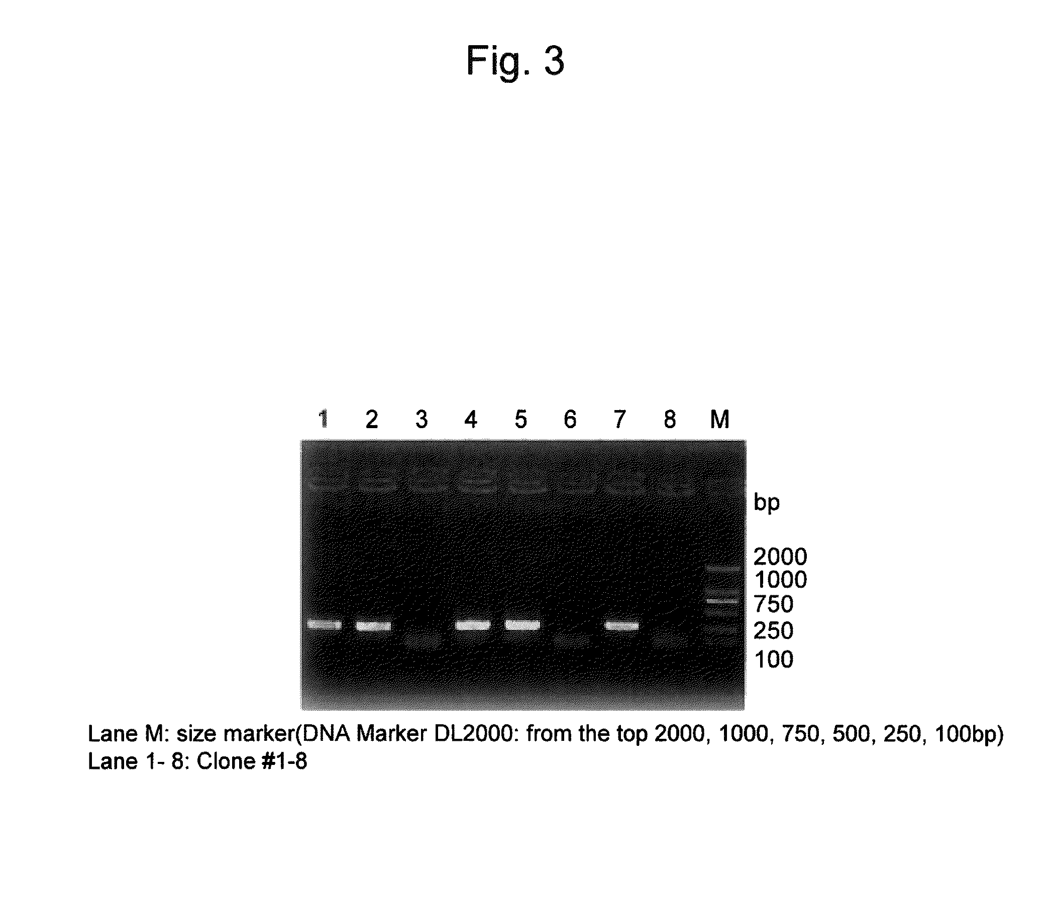 Reic-expressing adenovirus vector