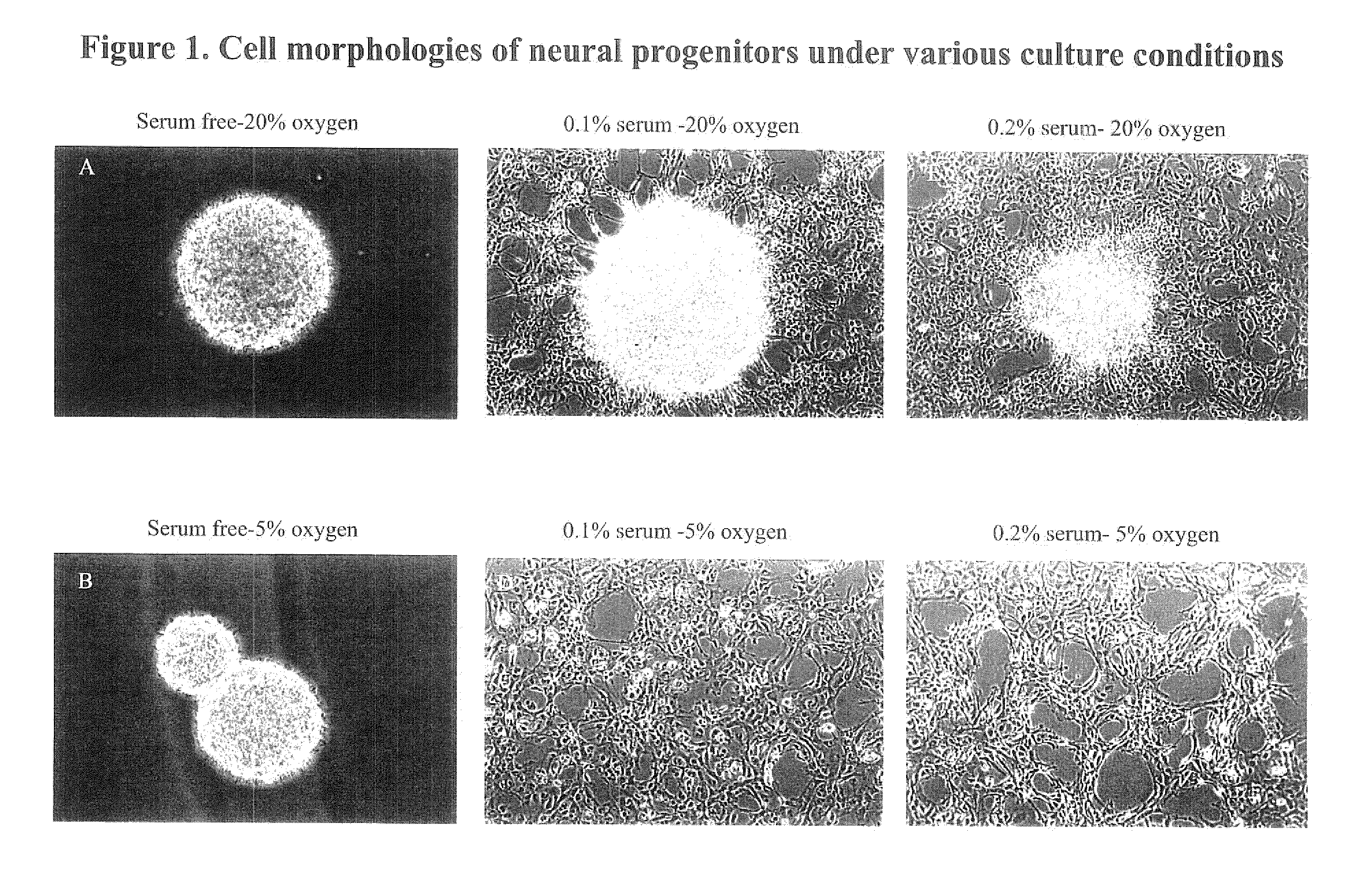 Stem cells and methods incorporating environmental factors as a means for enhancing stem cell proliferation and plasticity