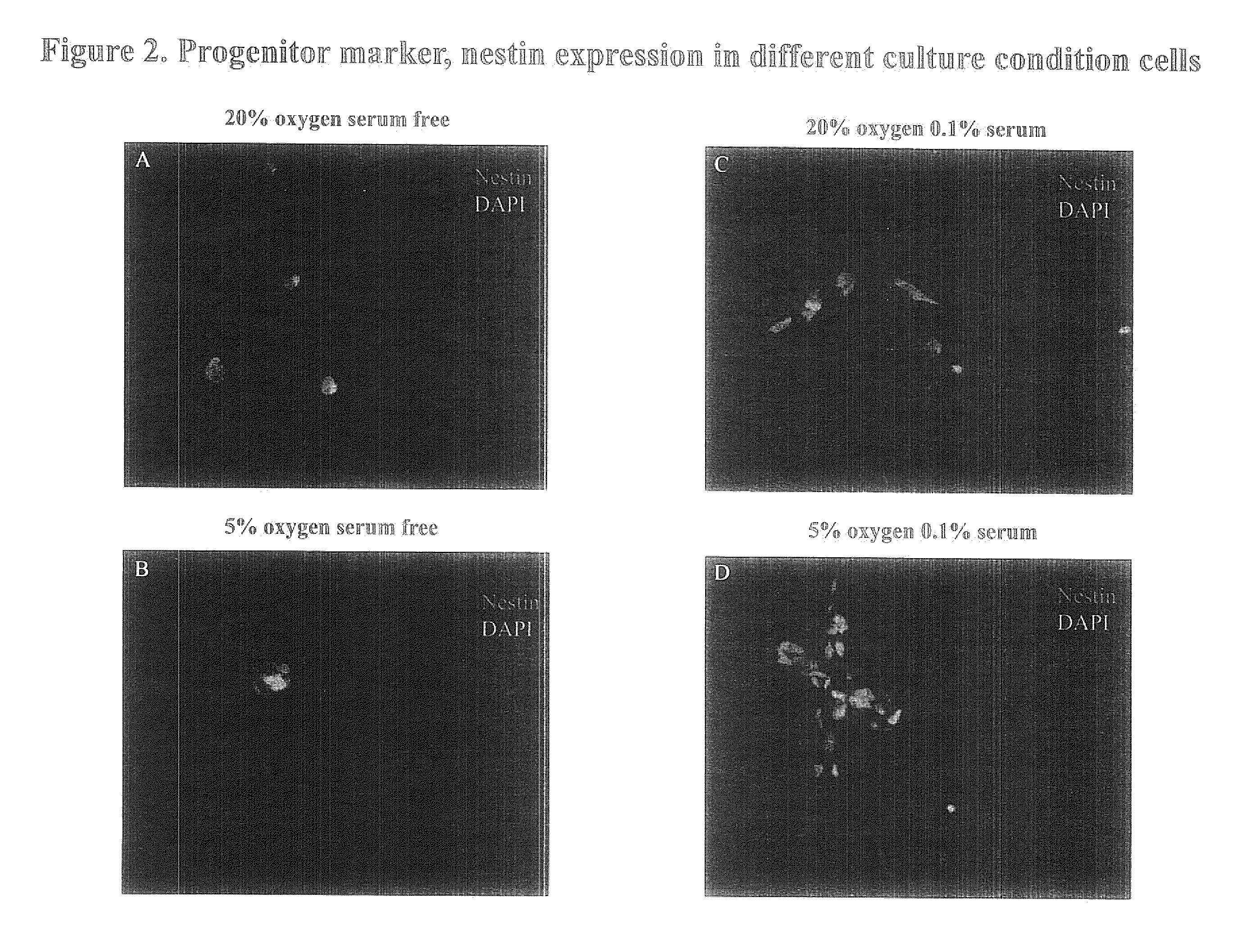 Stem cells and methods incorporating environmental factors as a means for enhancing stem cell proliferation and plasticity