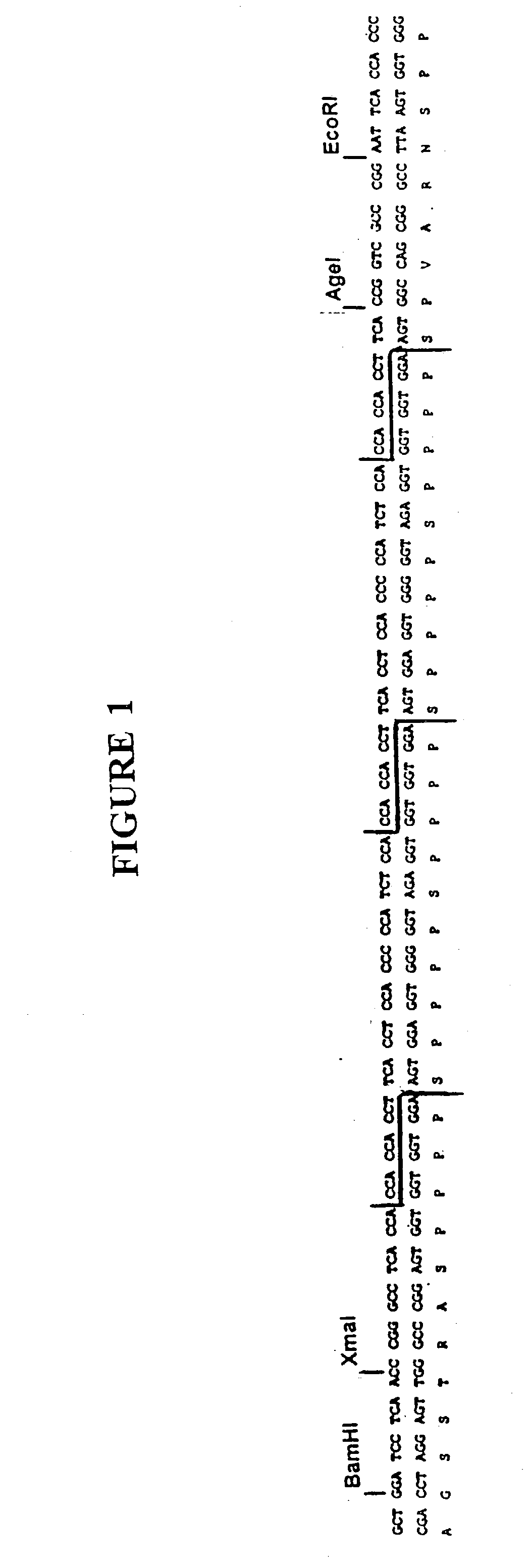 Novel synthetic genes for plant gums