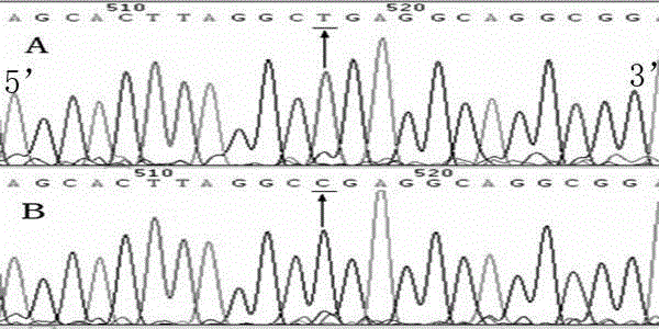 Hypertension susceptibility gene locus rs61776496 and detection method thereof