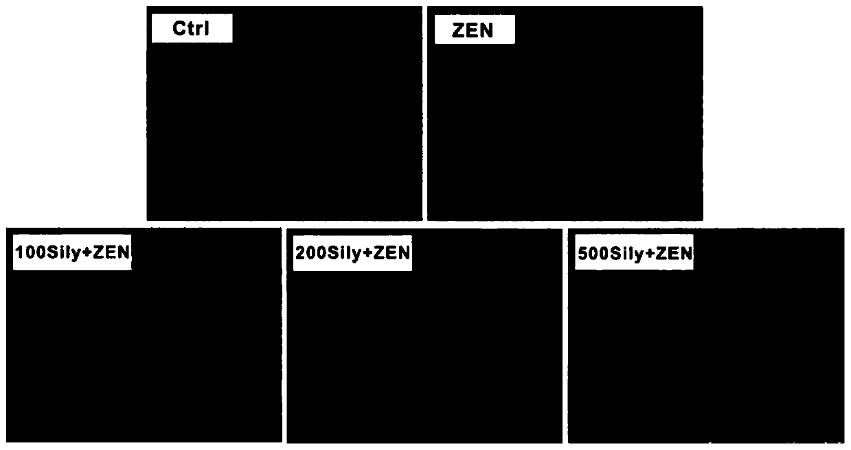 Application of silymarin in alleviating the reproductive toxicity of animal zearalenone