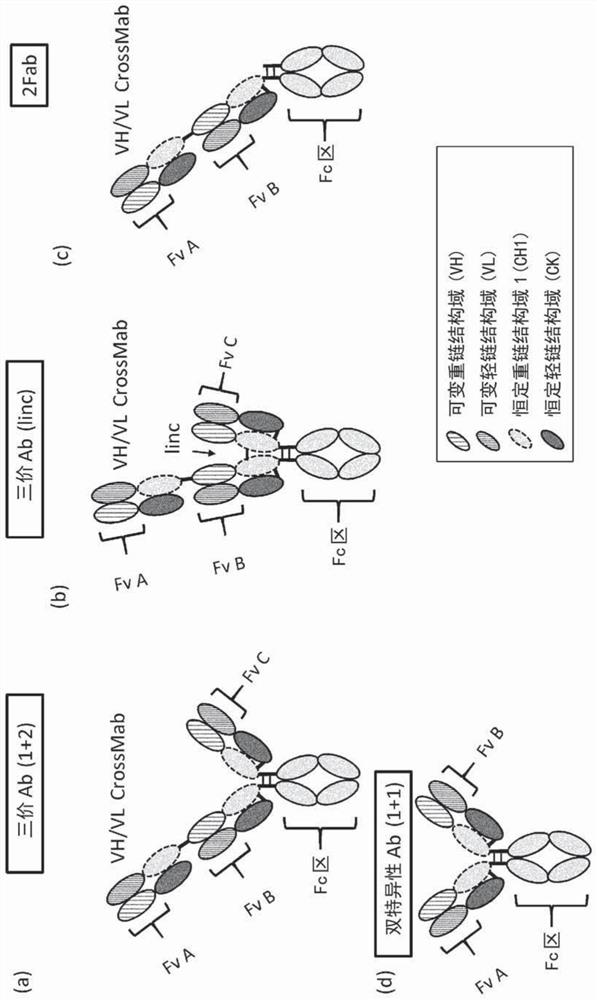 Antigen-binding molecule comprising altered antibody variable region