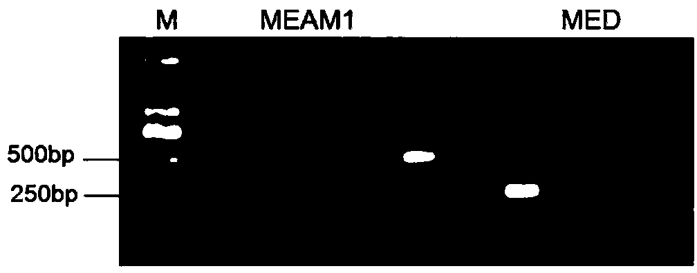 Primers and method of identifying cryptic specie of bemisia tabaci and trialeurodes vaporariorum