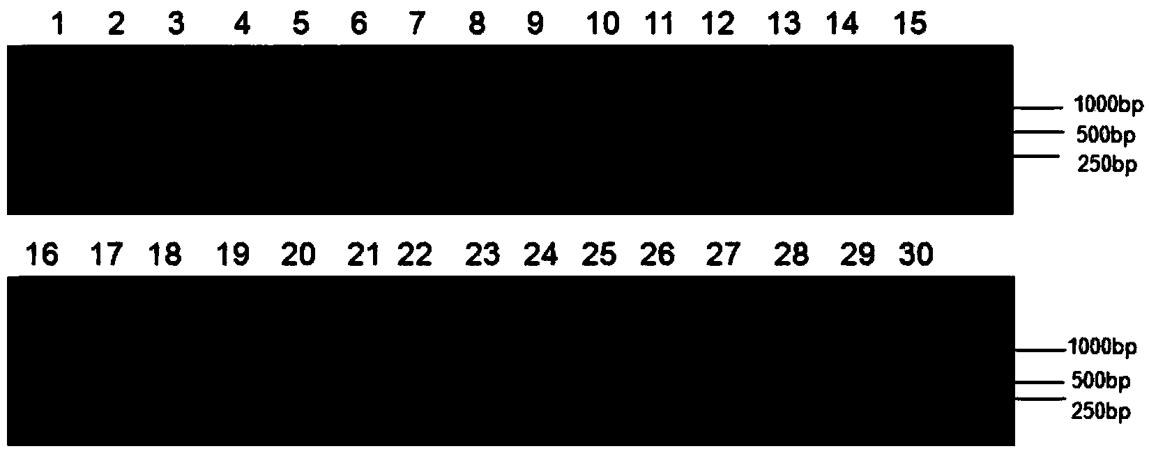 Primers and method of identifying cryptic specie of bemisia tabaci and trialeurodes vaporariorum