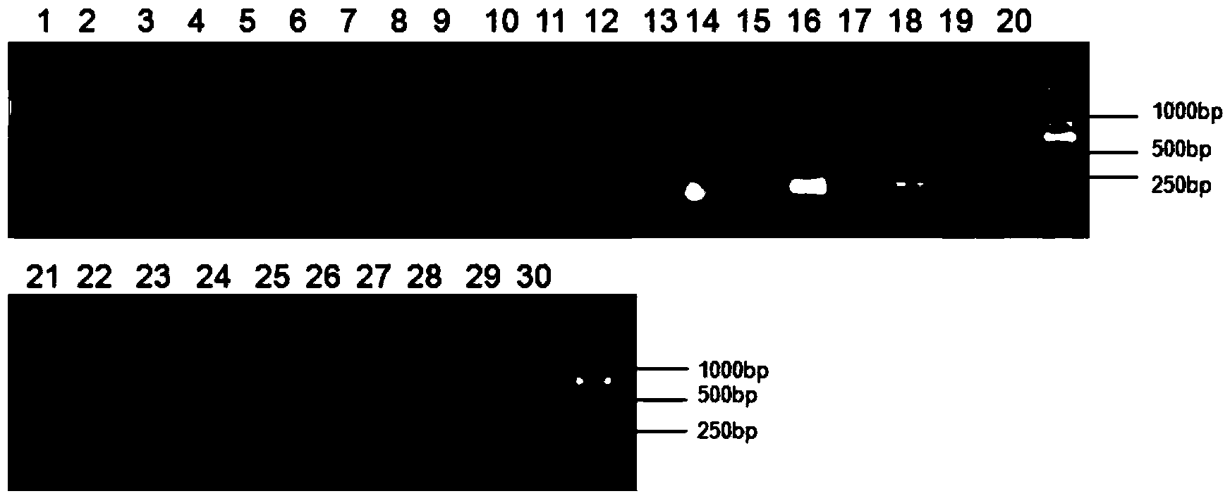 Primers and method of identifying cryptic specie of bemisia tabaci and trialeurodes vaporariorum