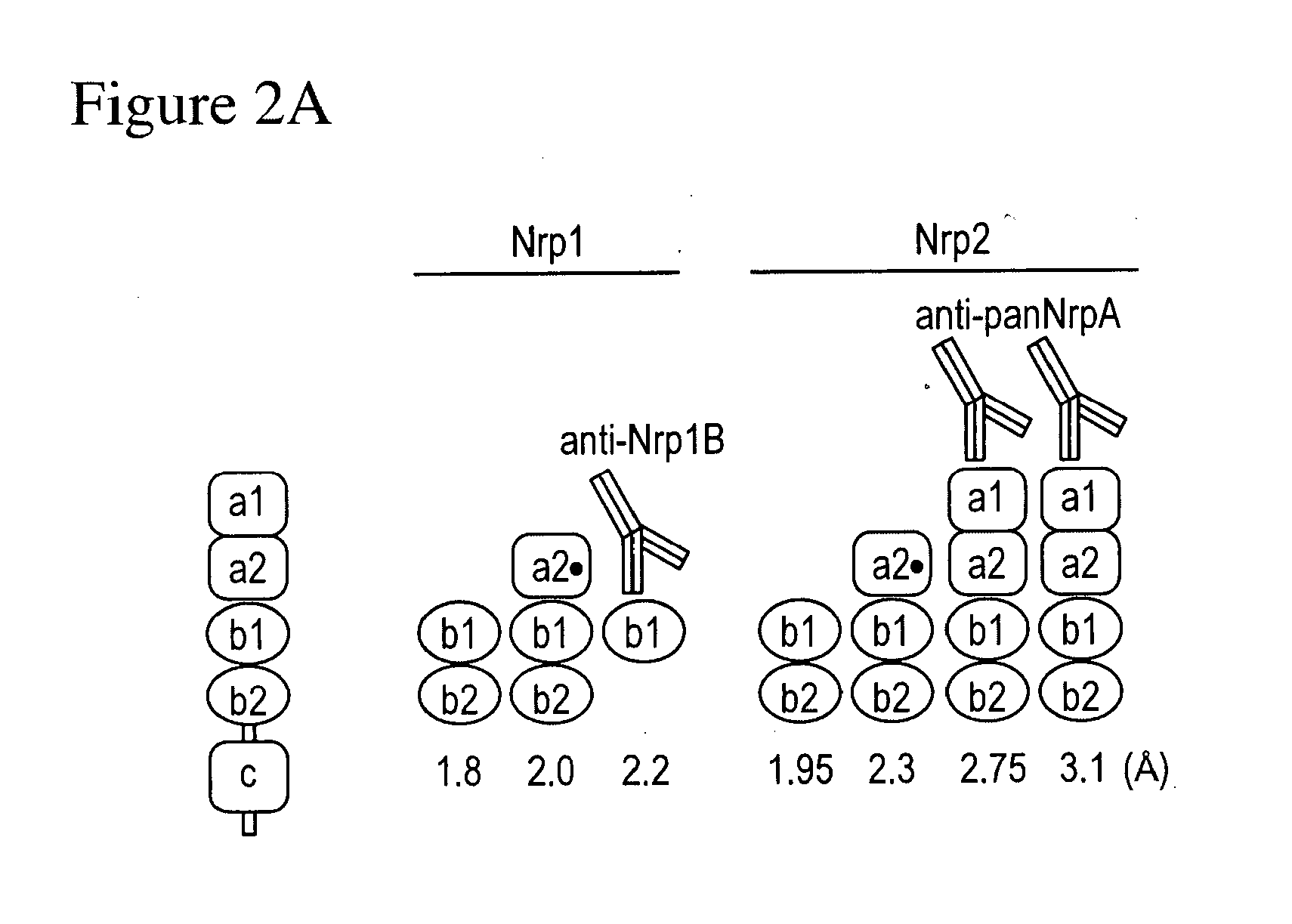 Crystal structures of neuropilin fragments and neuropilin-antibody complexes