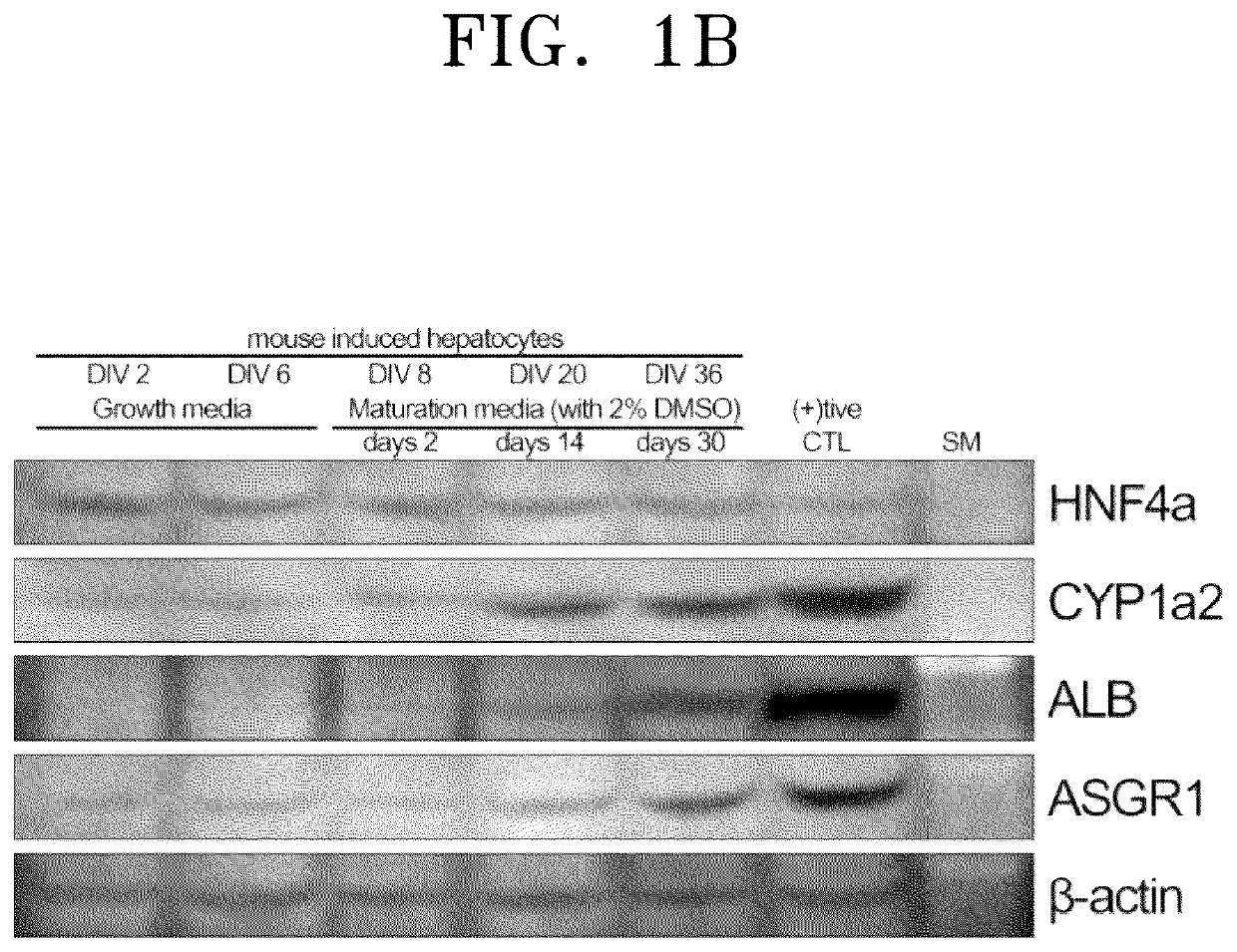 Method of preparing three-dimensional cell spheroid including adipose-derived stem cells and hepatocytes