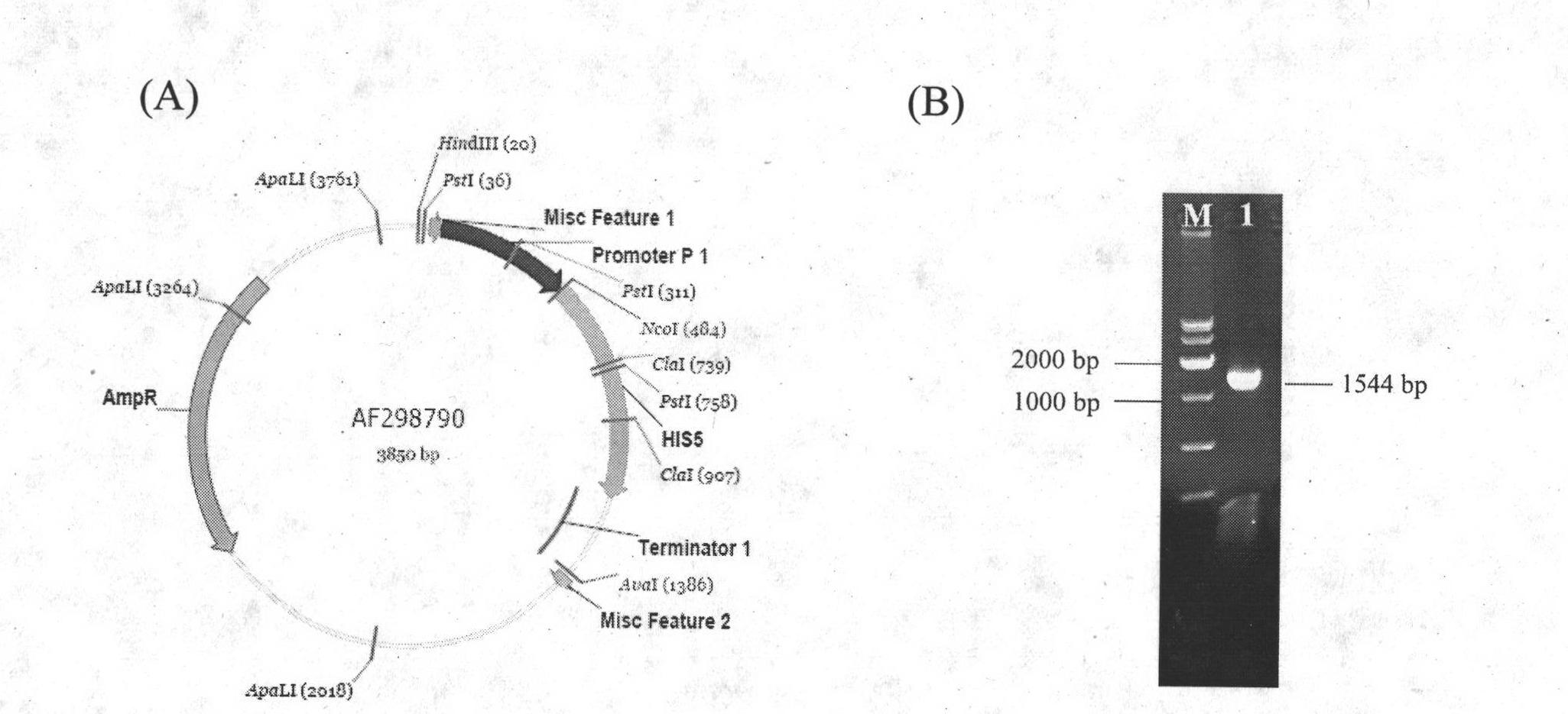 Pyruvic acid producing Saccharomyces cerevisiae gene engineering bacteria and construction method and use thereof