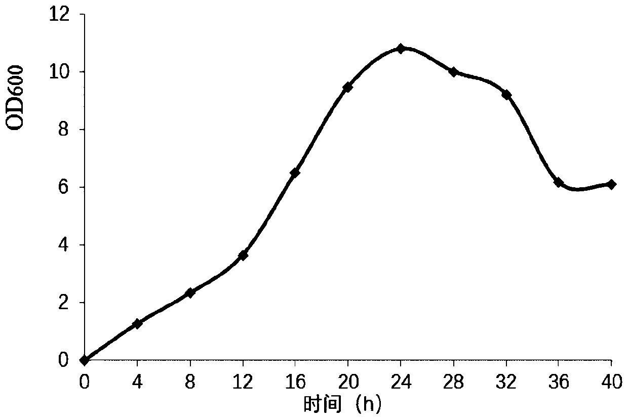 Bacterium-enzyme synergistic fermentation method containing camellia seed meal