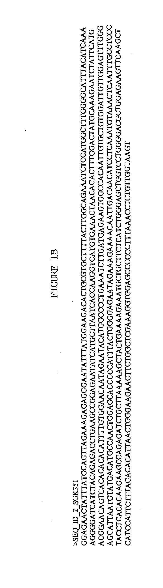 Novel human protein kinases and protein kinase-like enzymes