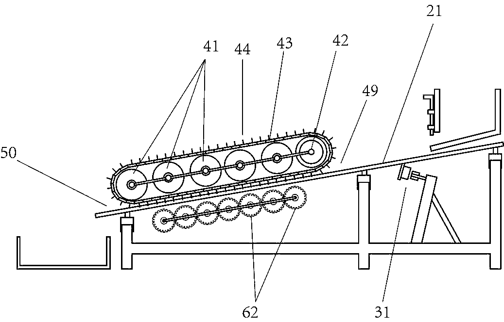 Directional tail cutting machine for margarya melanioides