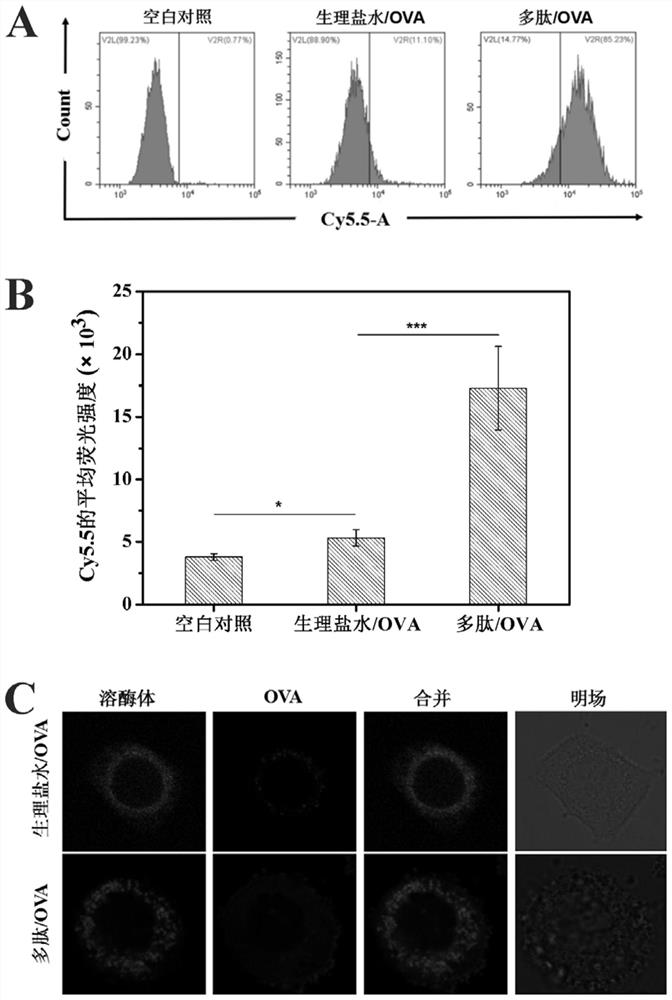 Redox-sensitive polypeptides based on cell-penetrating peptides and their application in vaccine vectors