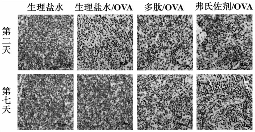 Redox-sensitive polypeptides based on cell-penetrating peptides and their application in vaccine vectors