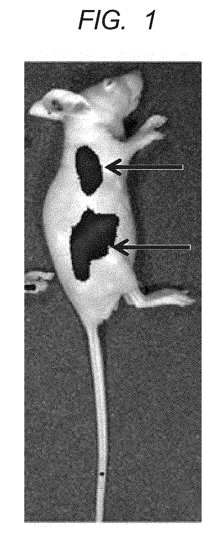 Polymer and contrast agent for photoacoustic imaging including the polymer