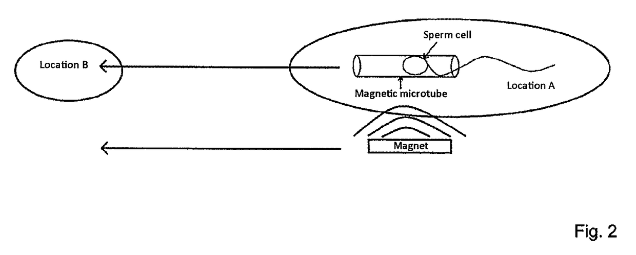 Method for the controlled movement of motile cells in liquid or gaseous media