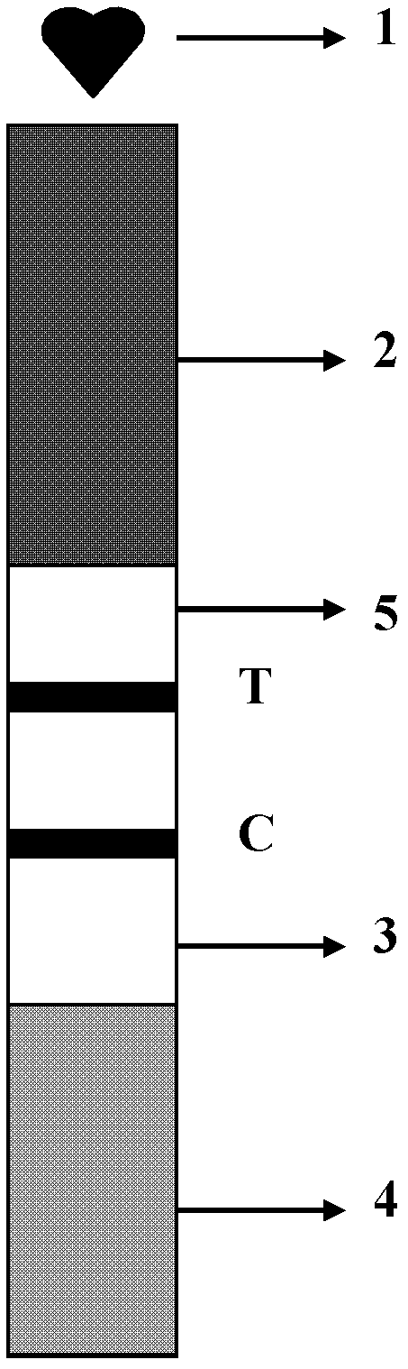 Immunochromatography reagent strip and sealing agent composition used for same