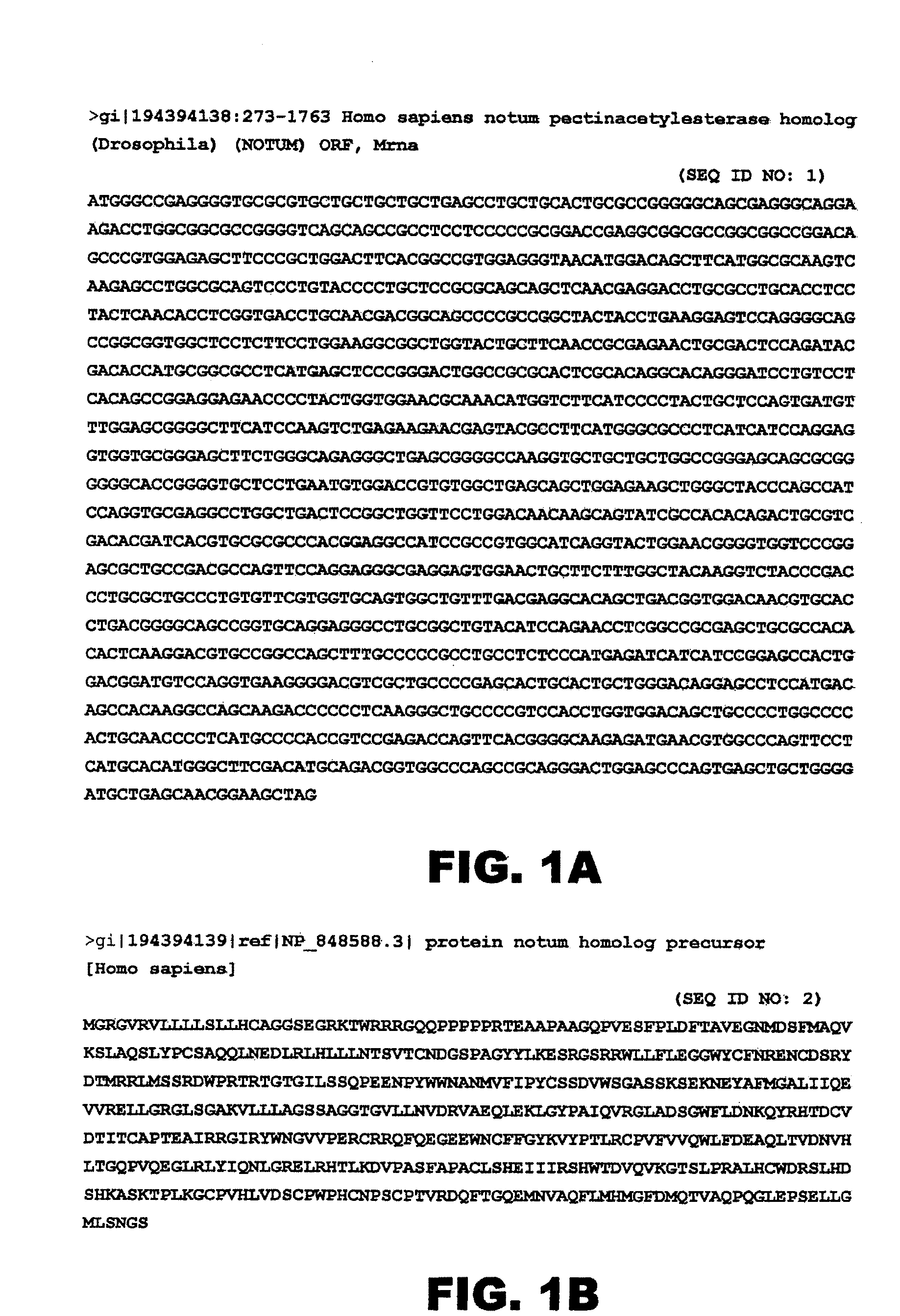 Notum protein modulators and methods of use