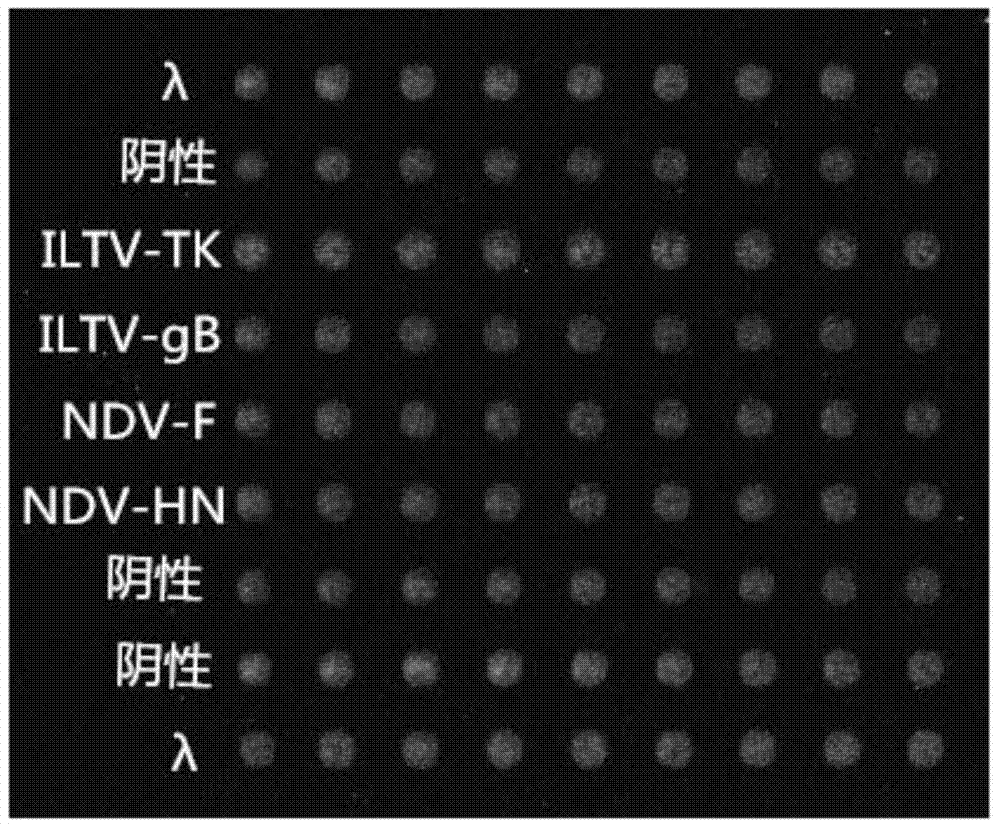 Gene chip and kit for detecting Newcastle disease virus and/or chicken infectious laryngotracheitis virus