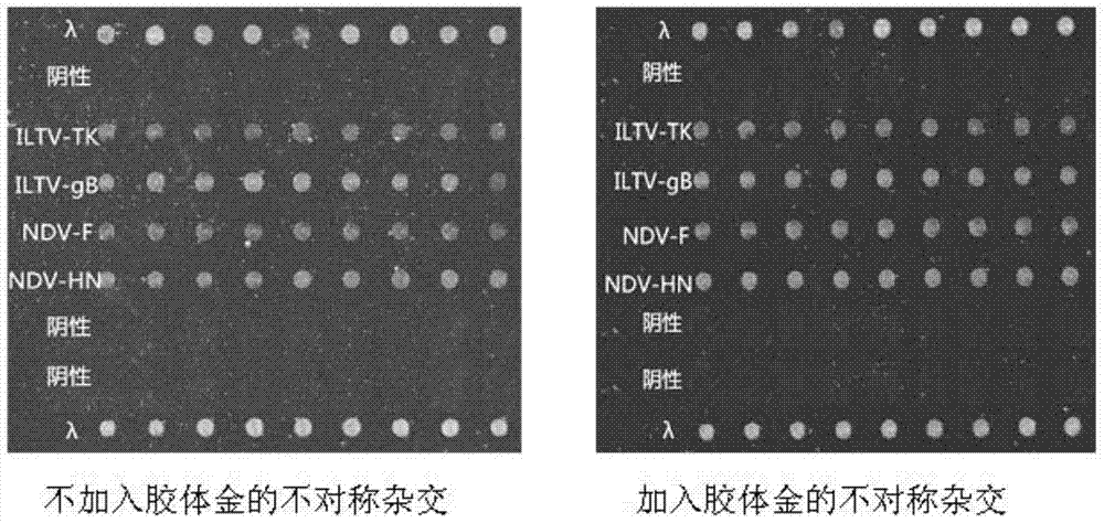 Gene chip and kit for detecting Newcastle disease virus and/or chicken infectious laryngotracheitis virus