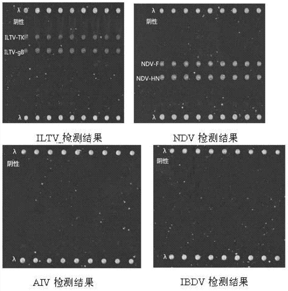 Gene chip and kit for detecting Newcastle disease virus and/or chicken infectious laryngotracheitis virus