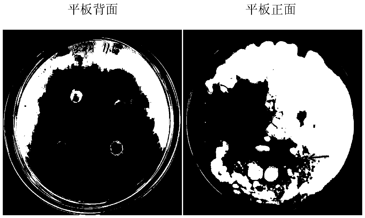 Active component (TEP) of tobacco and extraction method and application thereof