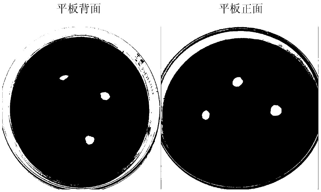 Active component (TEP) of tobacco and extraction method and application thereof