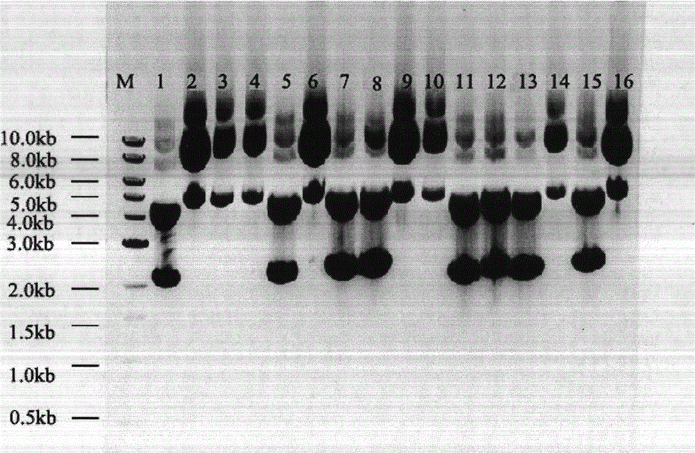 Method for preparing coagulation factor VIII by using rabbit mammary gland bioreactor