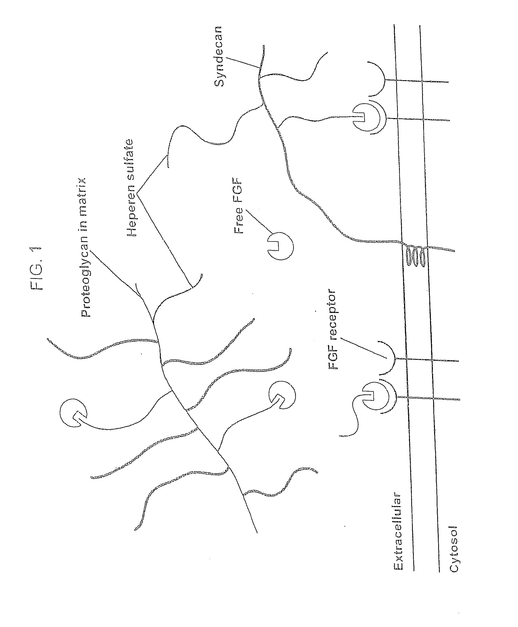 Compositions for Regenerating Defective or Absent Myocardium