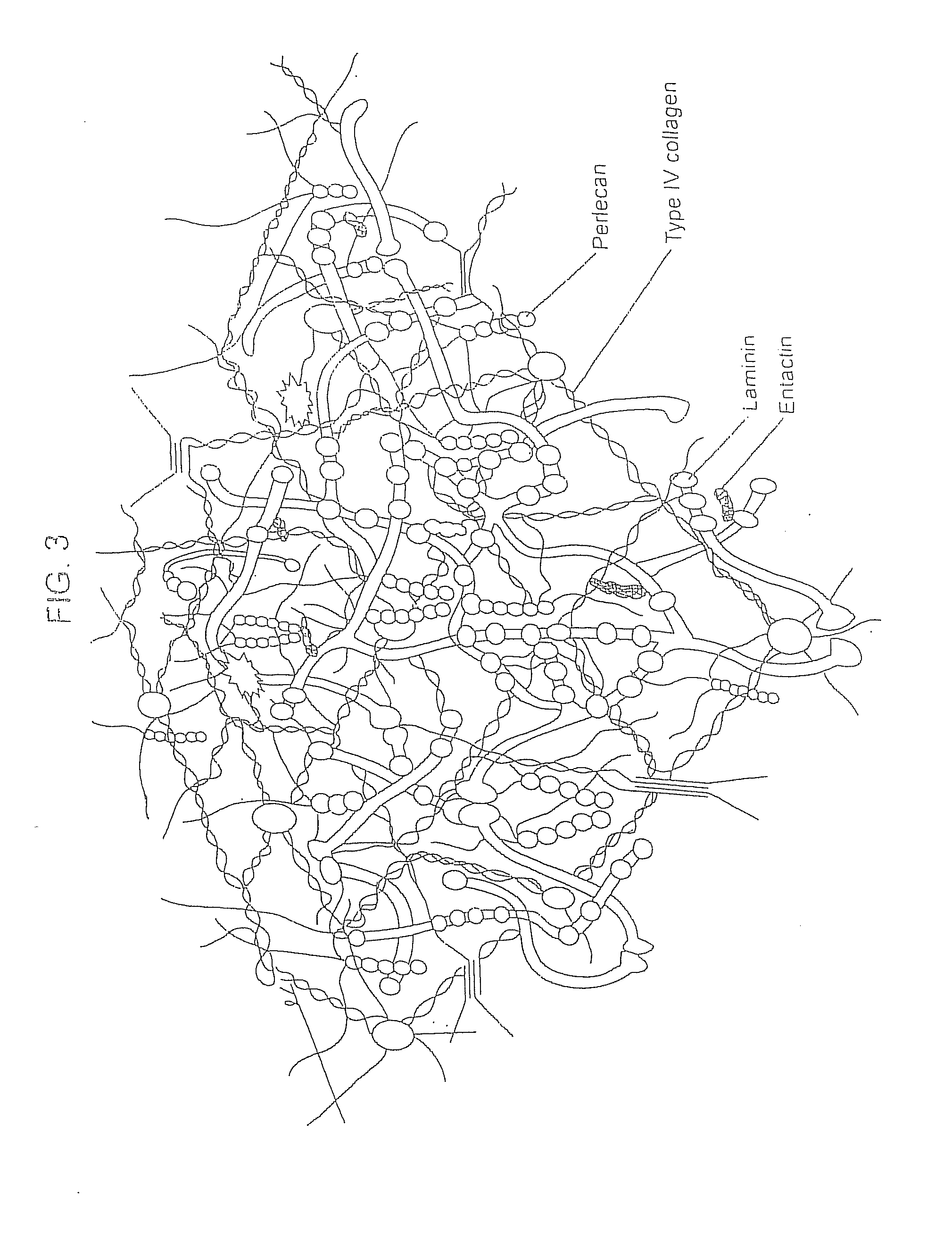 Compositions for Regenerating Defective or Absent Myocardium