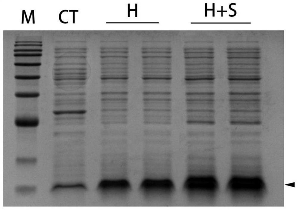 Recombinant bacterium for producing sulfo-recombinant hirudin as well as preparation method and application of recombinant bacterium