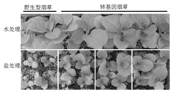 Wheat calreticulin fragment TaCRT1-206, and coding sequence and application thereof