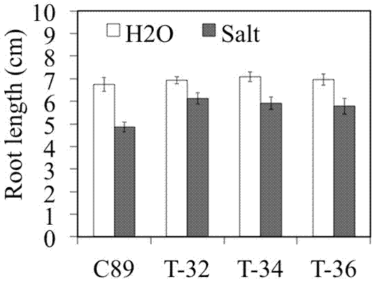 Wheat calreticulin fragment TaCRT1-206, and coding sequence and application thereof