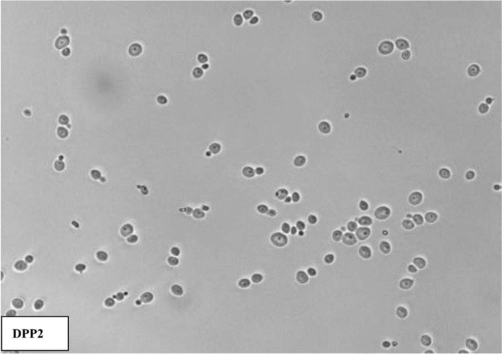 A strain of Metschnijs that inhibits fungi and its application