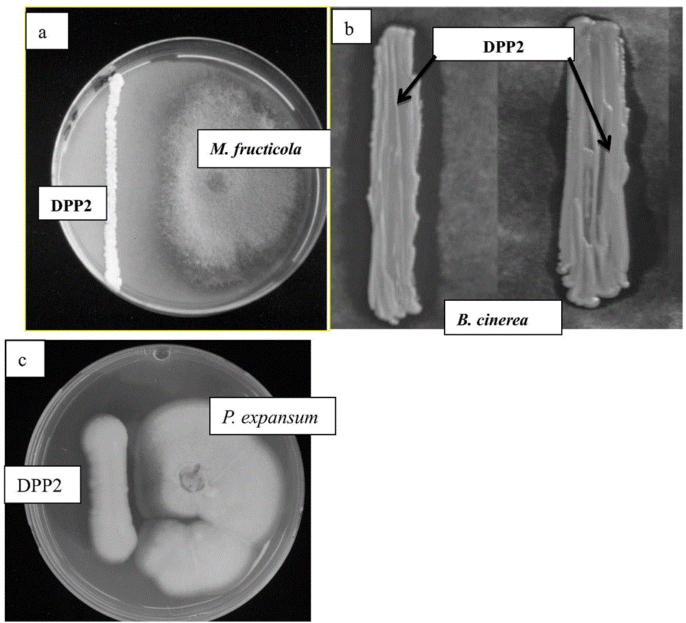 A strain of Metschnijs that inhibits fungi and its application