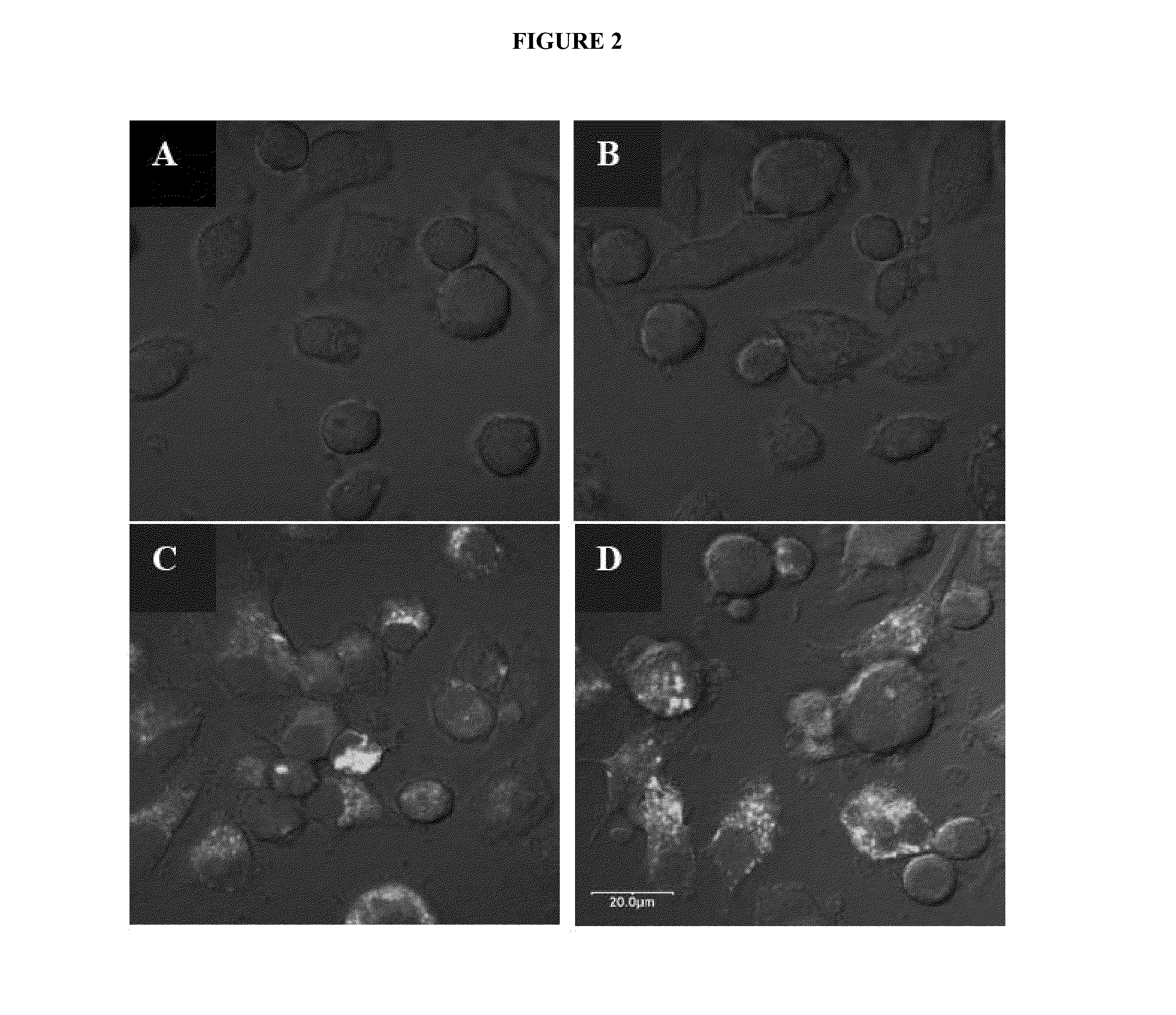 Compositions and methods for bacillus anthracis vaccination