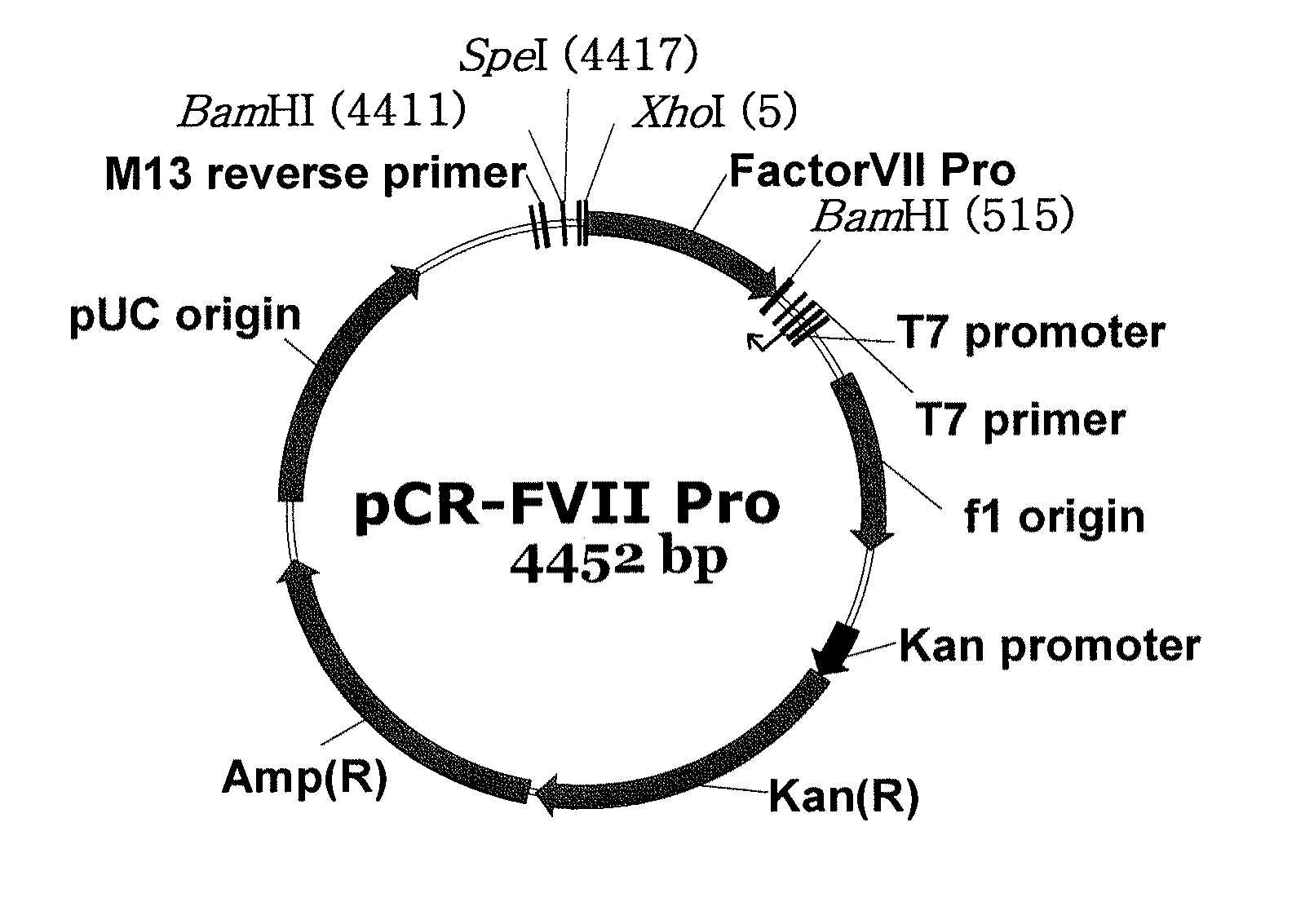 Expression vector suitable for expression of a coding sequence for gene therapy