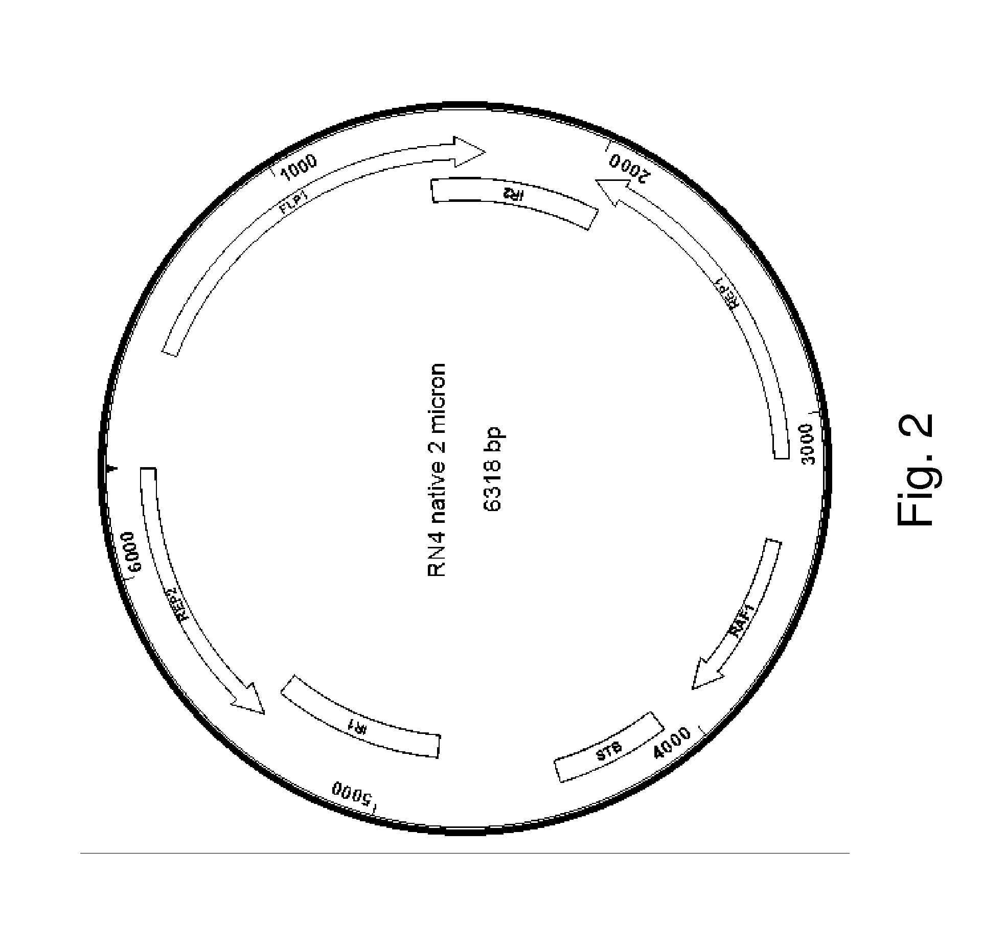 Use of an Endogenous 2-Micron Yeast Plasmid for Gene Over Expression