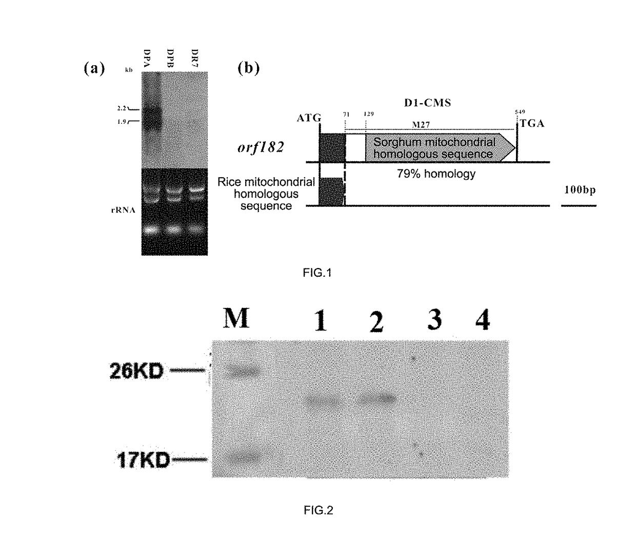 Rice Mitochondrial Sterile Gene and Application Thereof