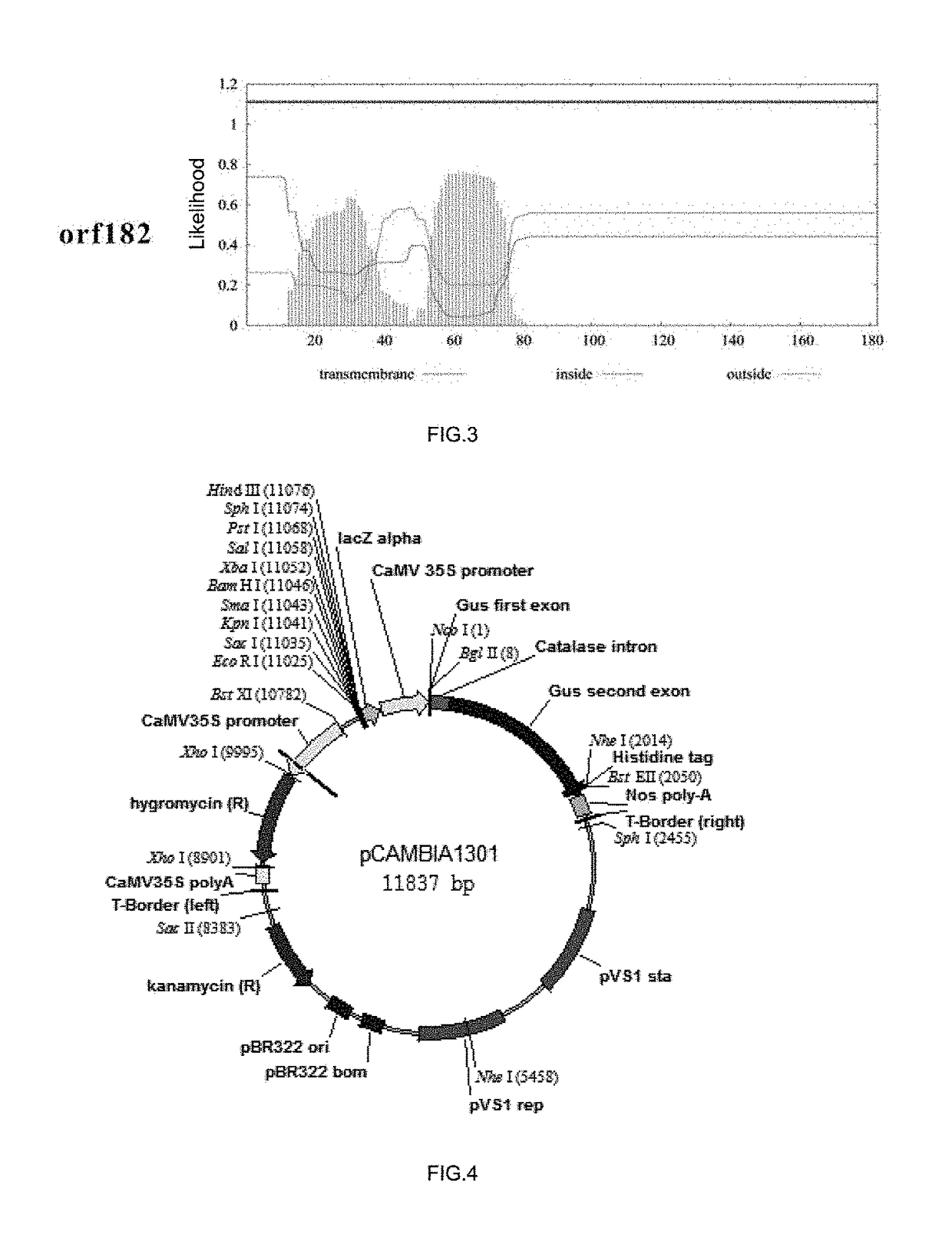 Rice Mitochondrial Sterile Gene and Application Thereof