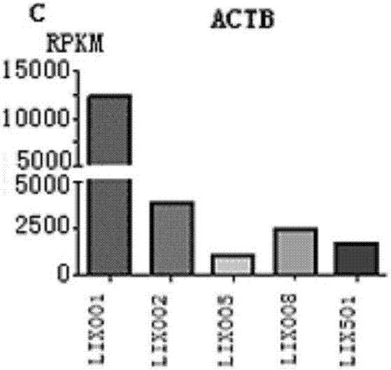 FGF19 over-expression human liver cancer cell line and application thereof