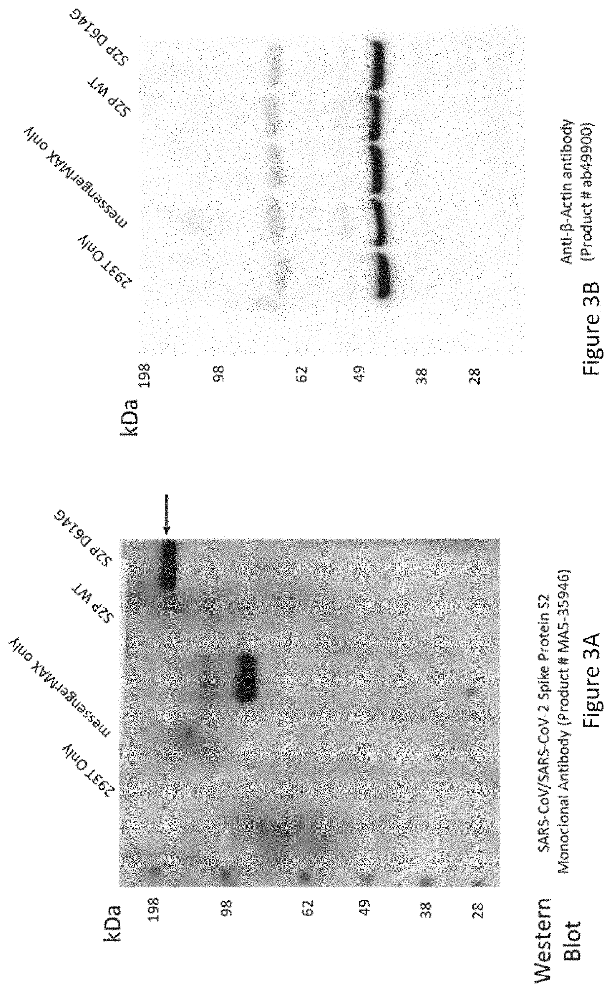 Composition and Method of mRNA Vaccines Against Novel Coronavirus Infection